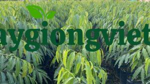 Cây Hoàng Lan Cây hoàng lan