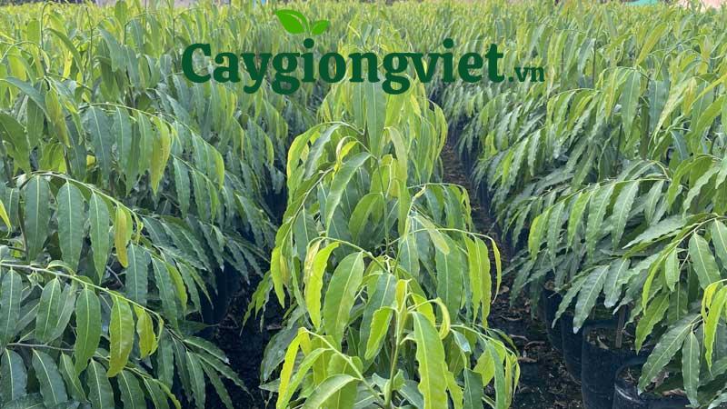 Cây Hoàng Lan Cây hoàng lan