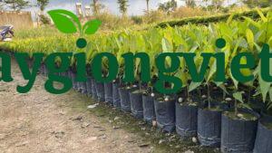 Cây Hoàng Lan Cây hoàng lan