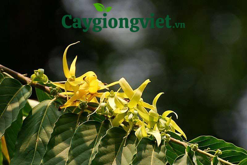Cây hoàng lan
