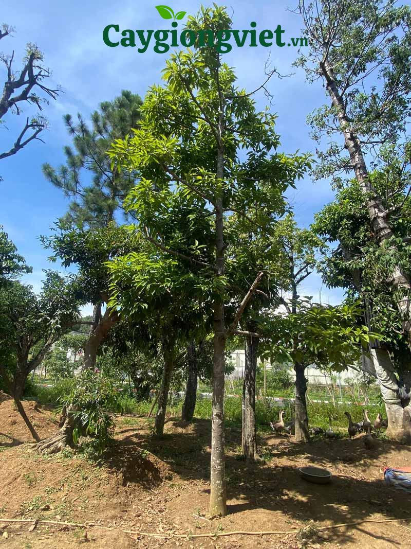 Cây hoàng lan
