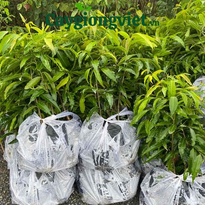 Cây Hoàng Nam (liễu Ấn Độ) Cây hoàng nam