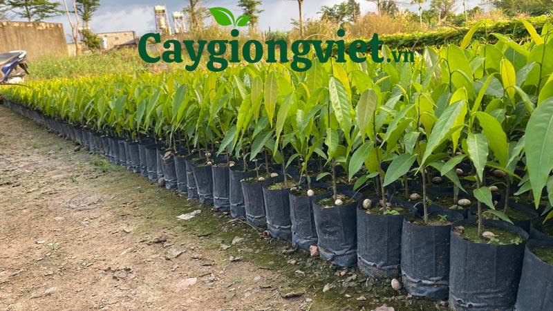 Cây Hoàng Nam (liễu Ấn Độ) Cây hoàng nam