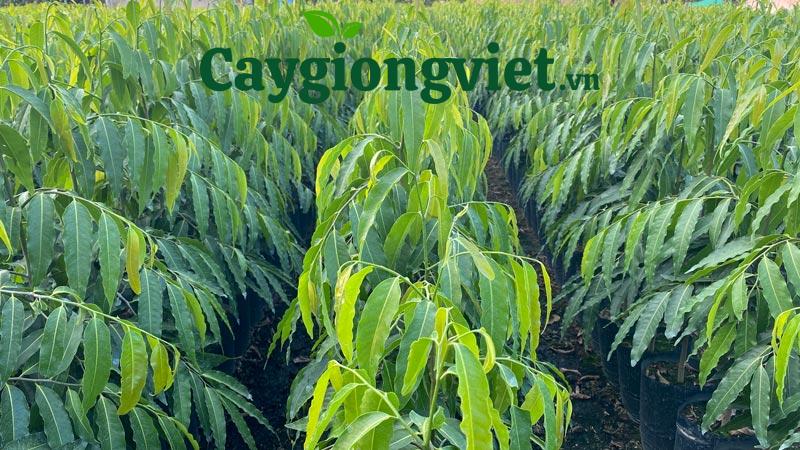 Cây Hoàng Nam (liễu Ấn Độ) cay hoang nam 3 1