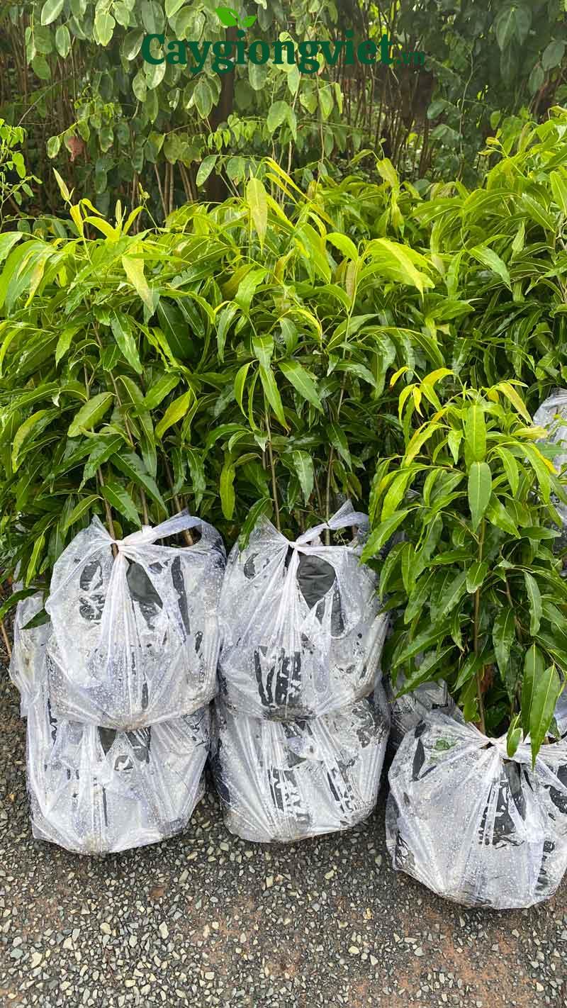 Cây Hoàng Nam (liễu Ấn Độ) Cây hoàng nam