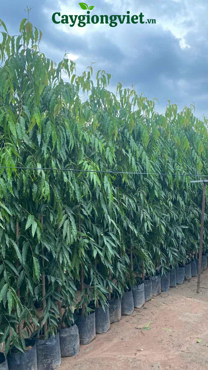 Cây Hoàng Nam (liễu Ấn Độ) Cây hoàng nam