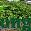 Cây Kèn Hồng cay ken hong 1 4