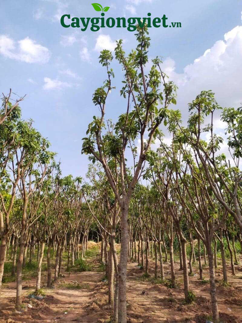 Cây kèn hồng công trình Cây kèn hồng công trình