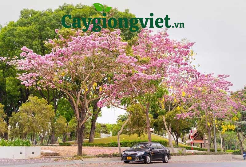 cây kèn hồng