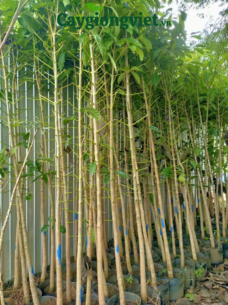 Cây kèn hồng công trình Cây kèn hồng công trình