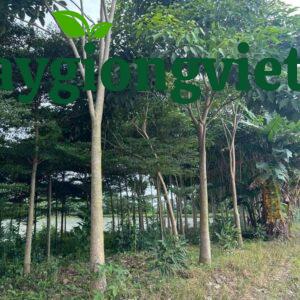 cây kèn hồng công trình