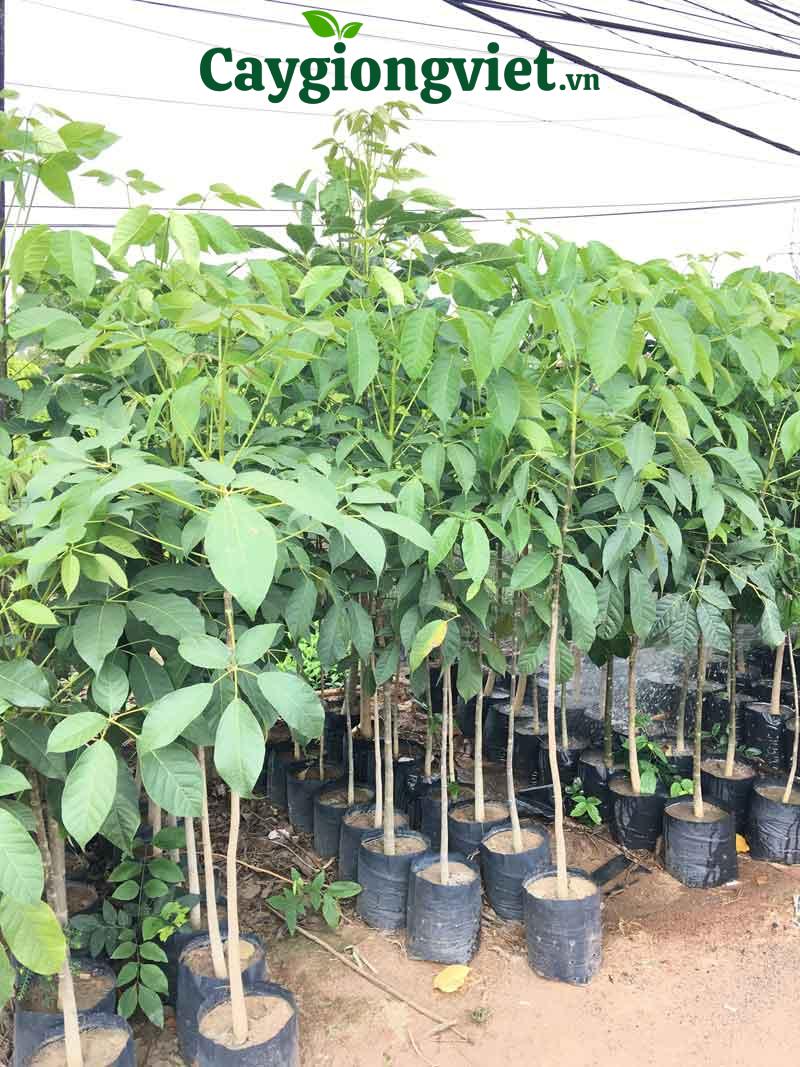 cây kèn hồng
