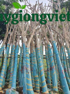 cây kèn hồng công trình