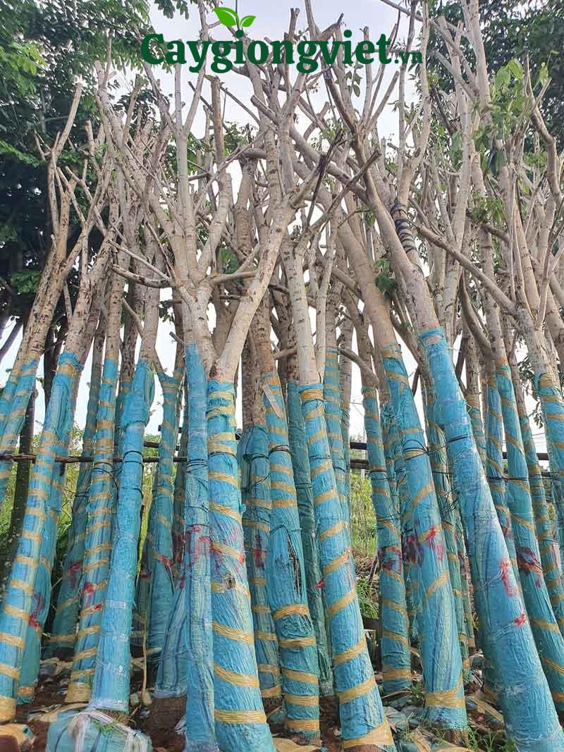 Cây kèn hồng công trình cây kèn hồng công trình