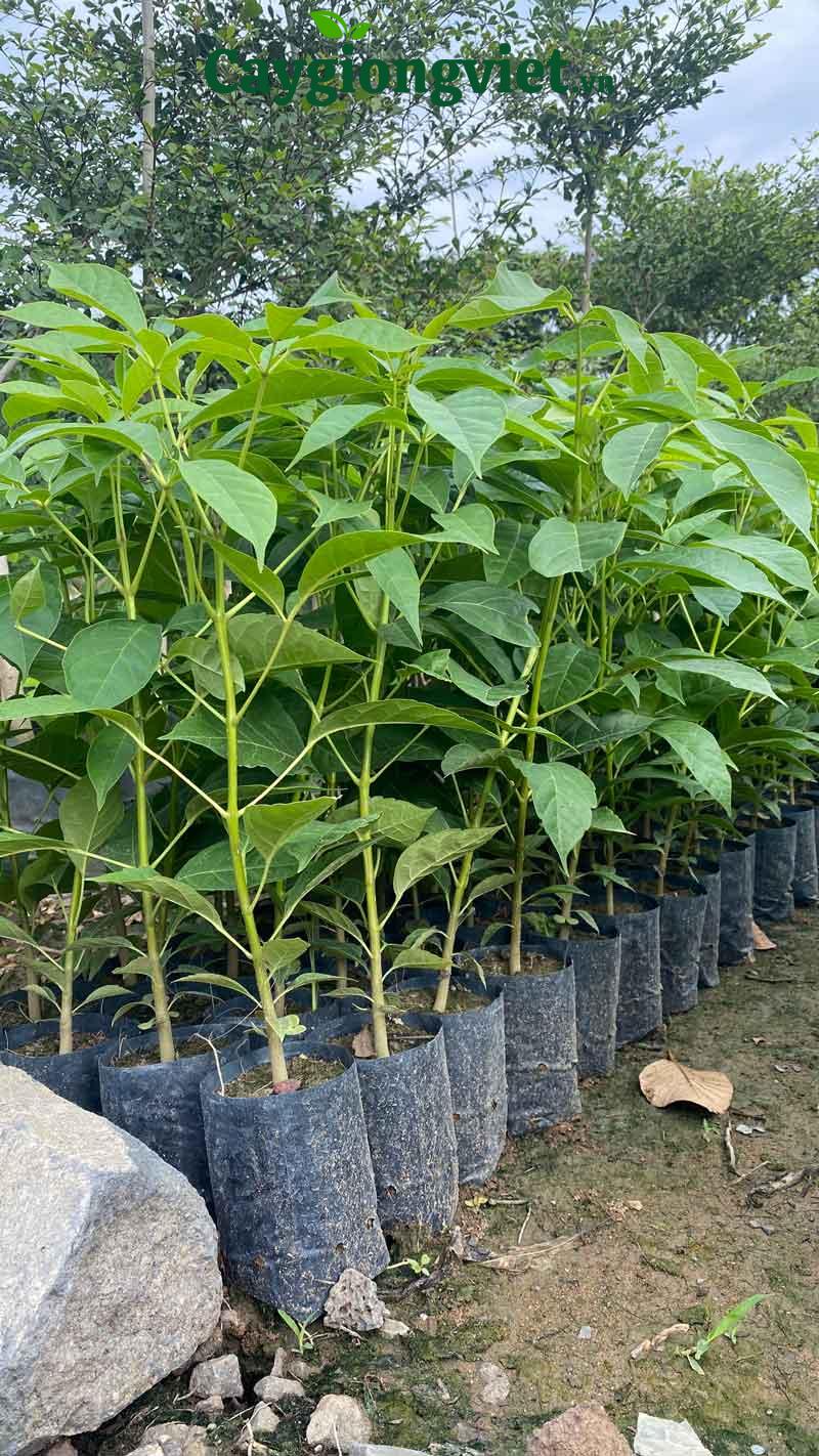 cây kèn hồng