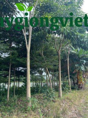 cay ken hong 4 2