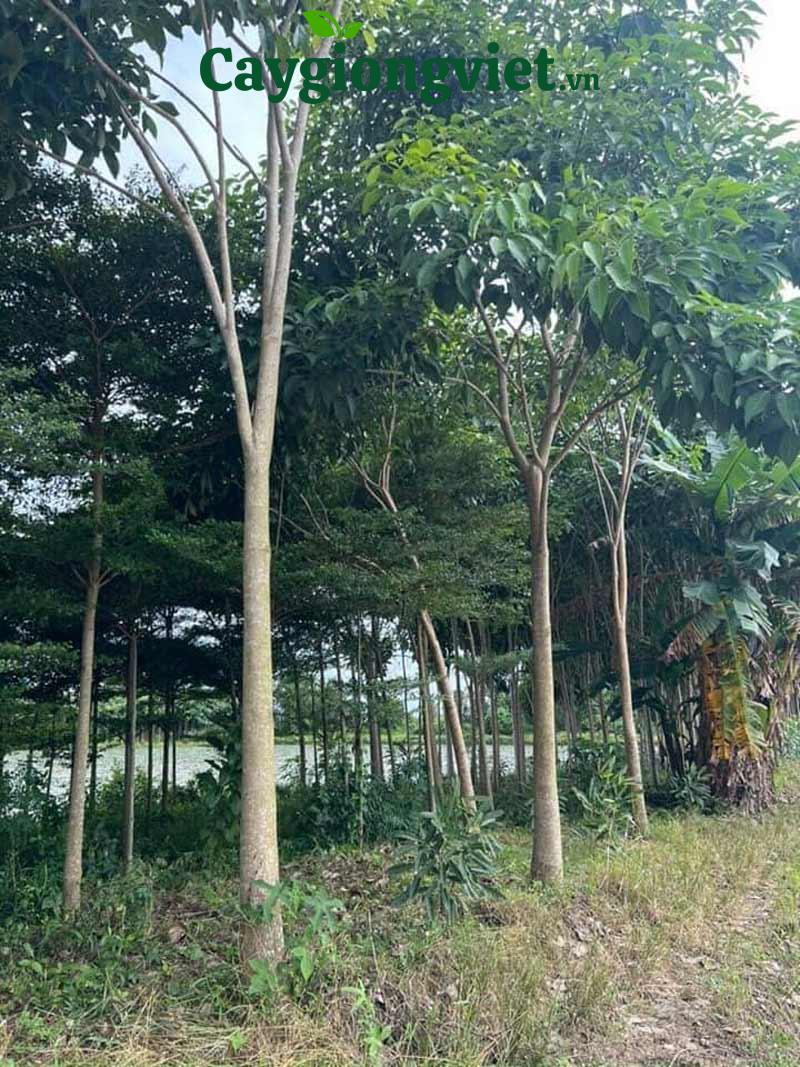 Cây kèn hồng công trình cay ken hong 4 2
