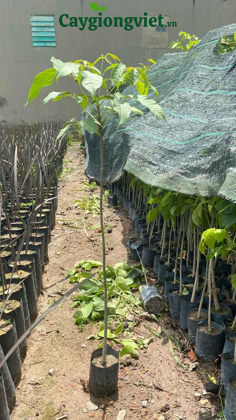 cây kèn hồng