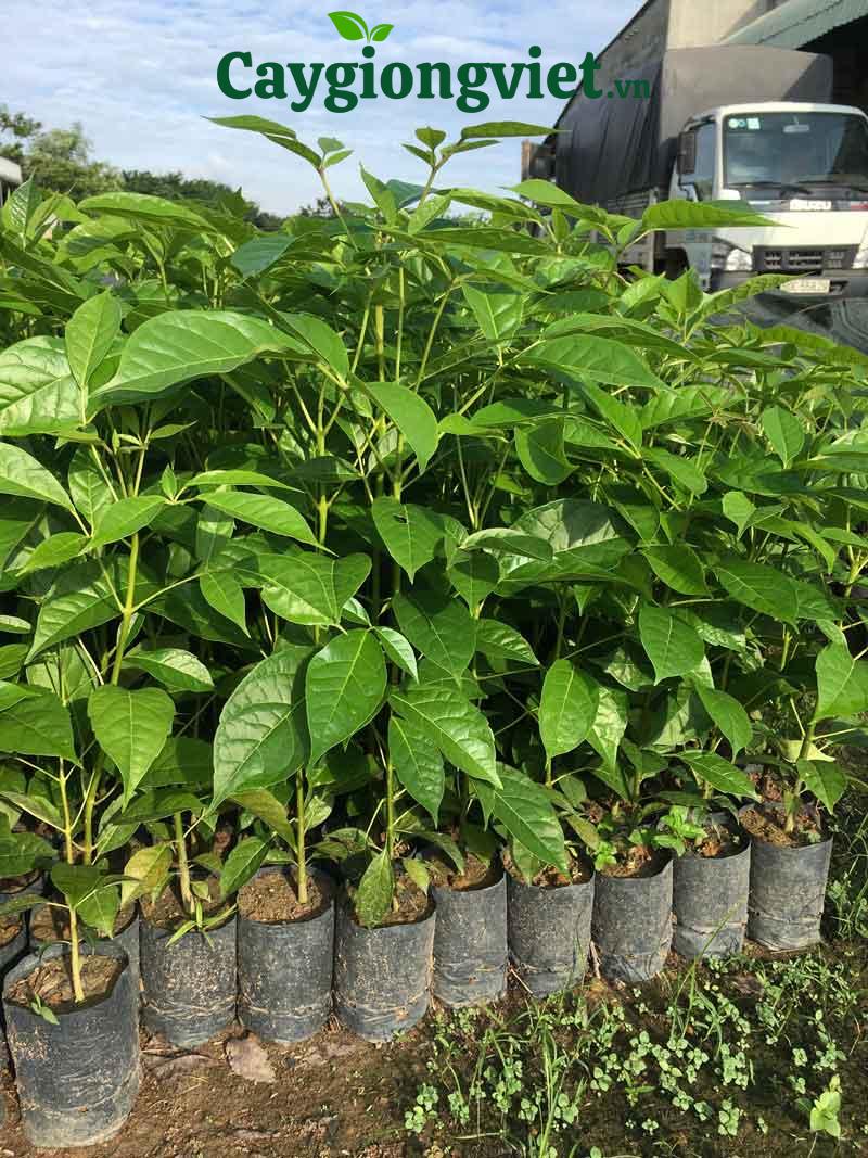 Cây Kèn Hồng cay ken hong 5 2