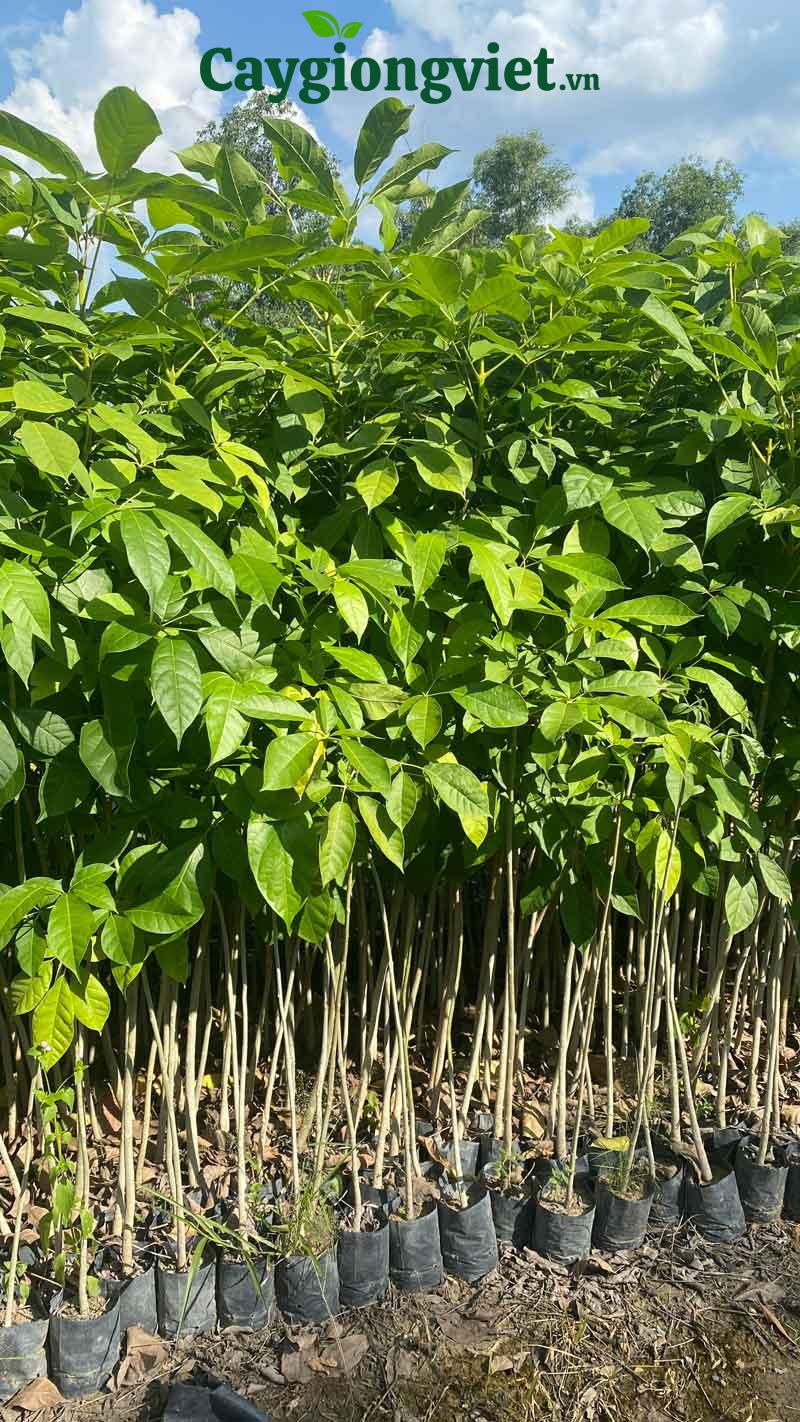cây kèn hồng