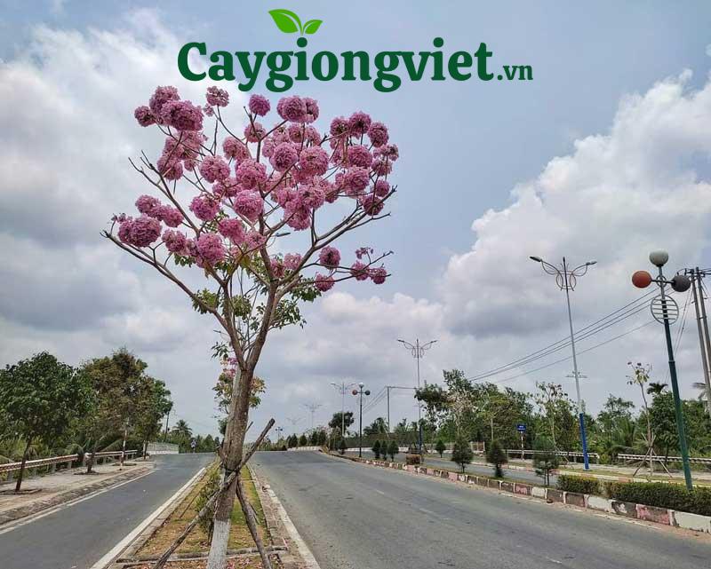 Cây kèn hồng công trình Cây kèn hồng công trình