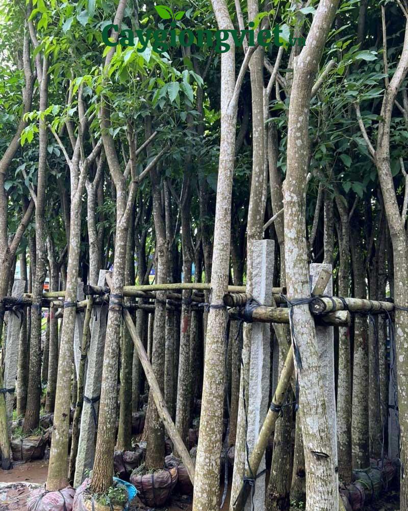 Cây kèn hồng công trình Cây kèn hồng công trình