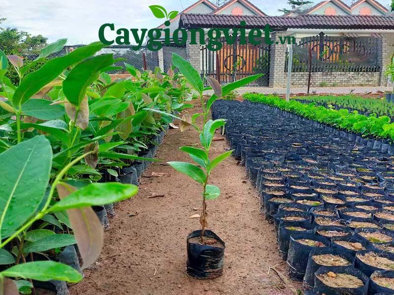 Cây Ko nia 