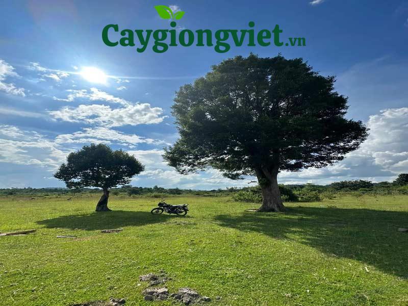 Cây Ko nia 