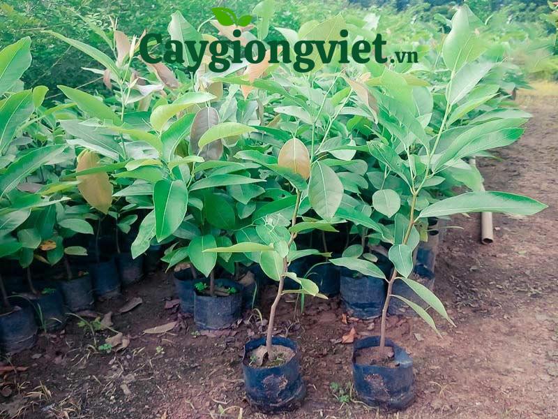 Cây Ko nia 