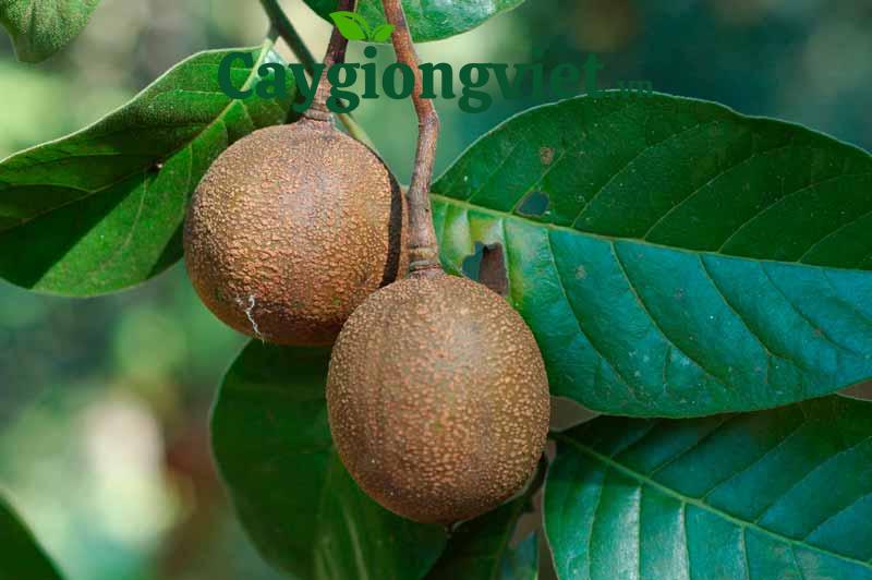 Cây Lát Hoa (gỗ lát) Cây lát hoa