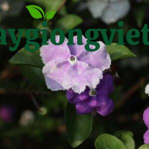 cây lài Nhật