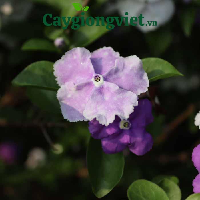 Cây Lài Nhật cây lài Nhật