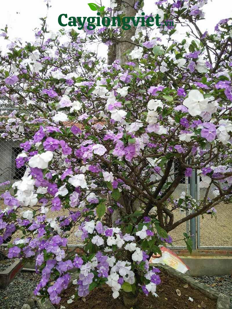Cây lài nhật