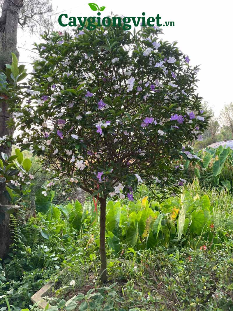 Cây lài Nhật