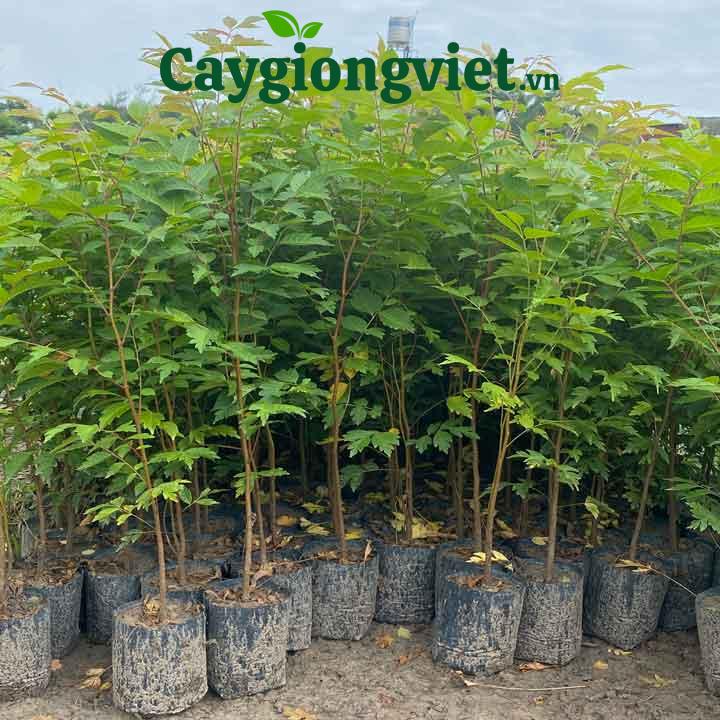 Cây Lát Hoa (gỗ lát) Cây lát hoa