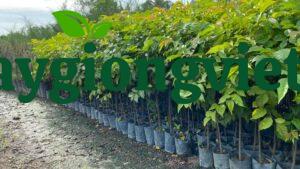 Cây Lát Hoa (gỗ lát) Cây lát hoa