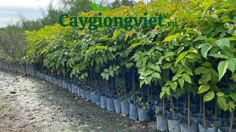 Cây Lát Hoa (gỗ lát) Cây lát hoa