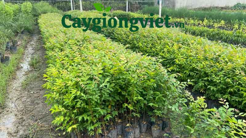Cây Lát Hoa (gỗ lát) cây lim xẹt