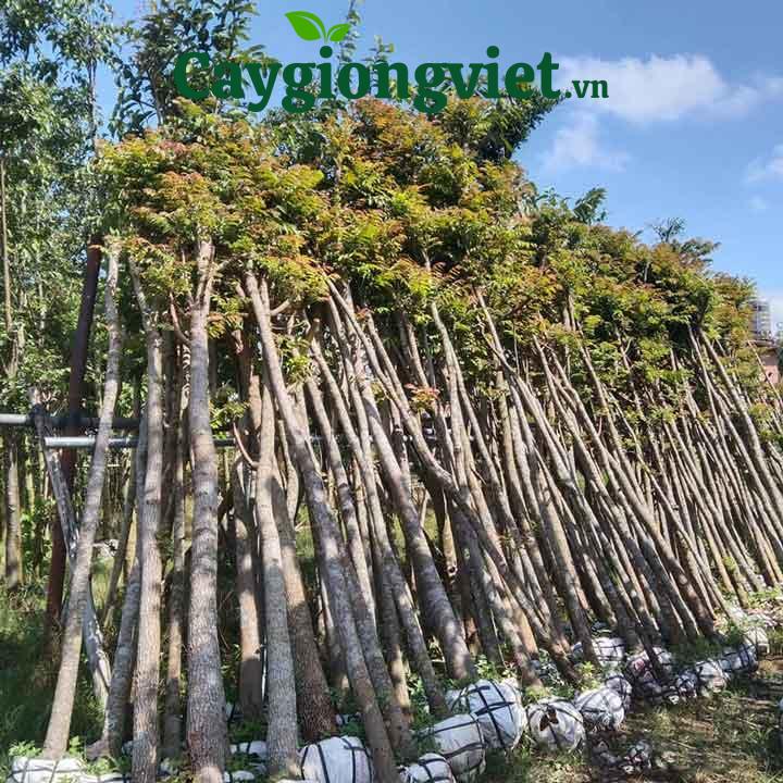 cây lát hoa công trình