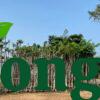 Cây lim xẹt công trình Cây lim xẹt