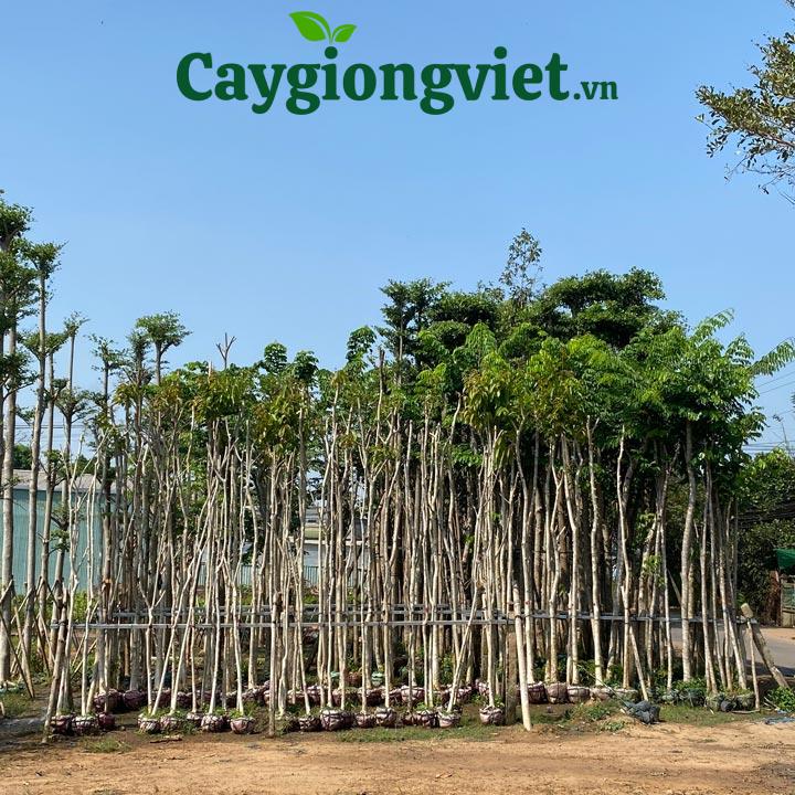 Cây lim xẹt
