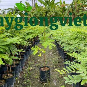 Cách tính mật độ cây trồng