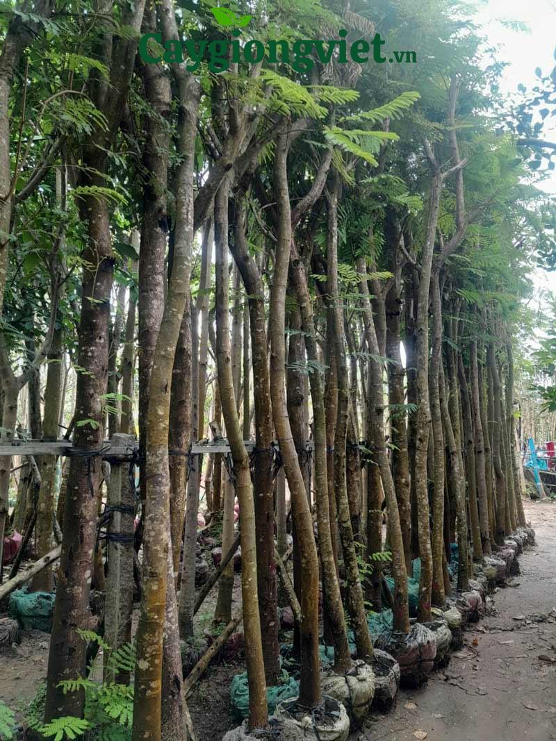 Cây lim xẹt công trình Cây lim xẹt