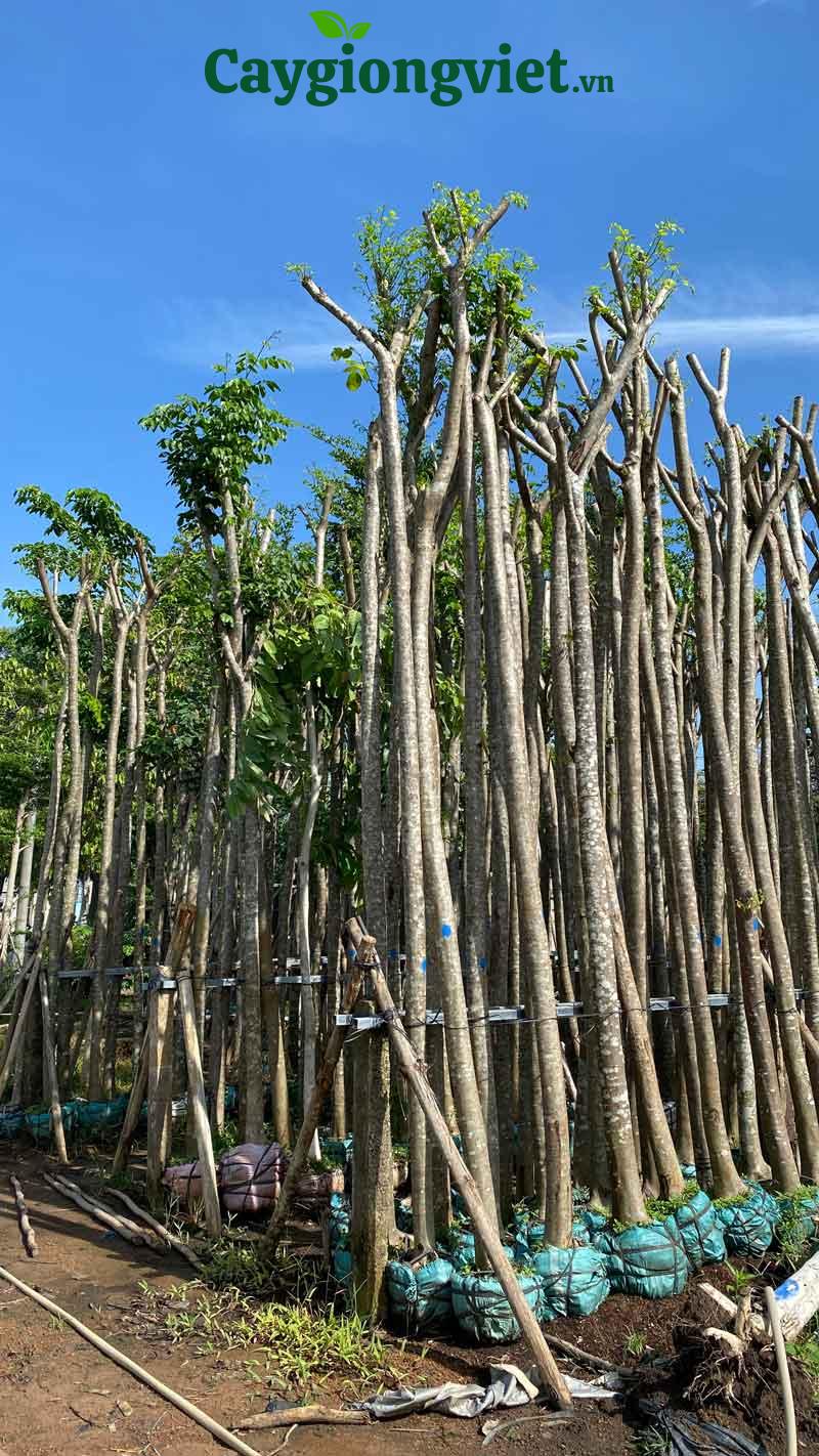 Cây lim xẹt công trình Cây lim xẹt