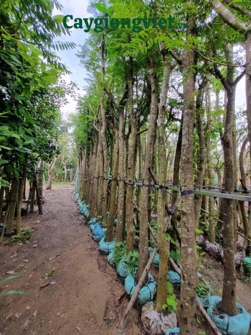 Cây lim xẹt công trình trong vườn cây giống