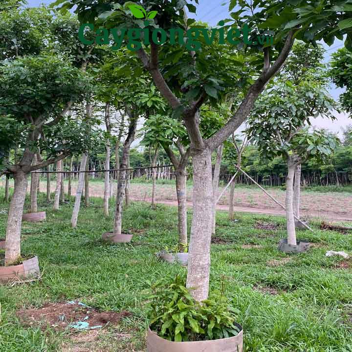 Cây lộc vừng công trình cây lộc vừng công trình