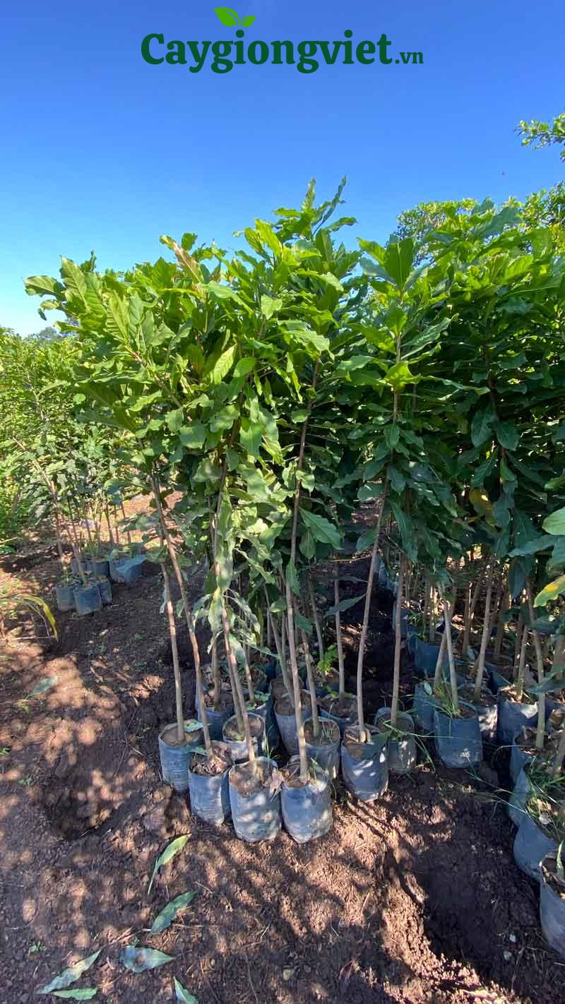 Cây Lộc Vừng Cây lộc vừng