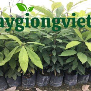 Cây lộc vừng