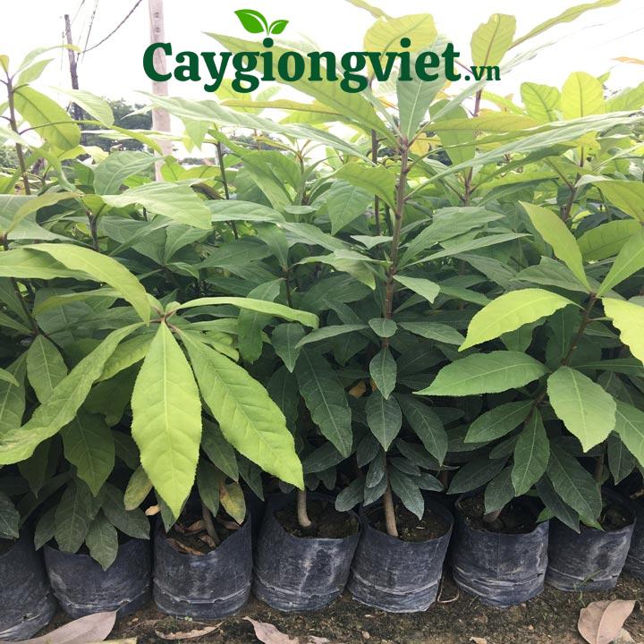 Cây Lộc Vừng Cây lộc vừng