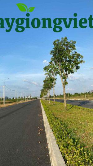 cây lộc vừng công trình